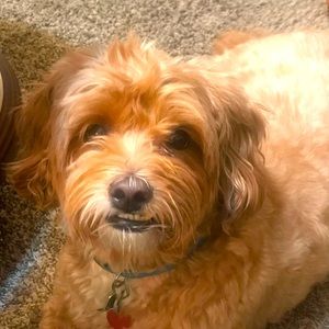 Meet your Posher, Allison